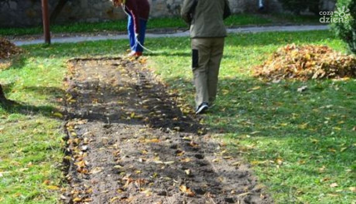 Pola Nadziei zakwitną żonkilami