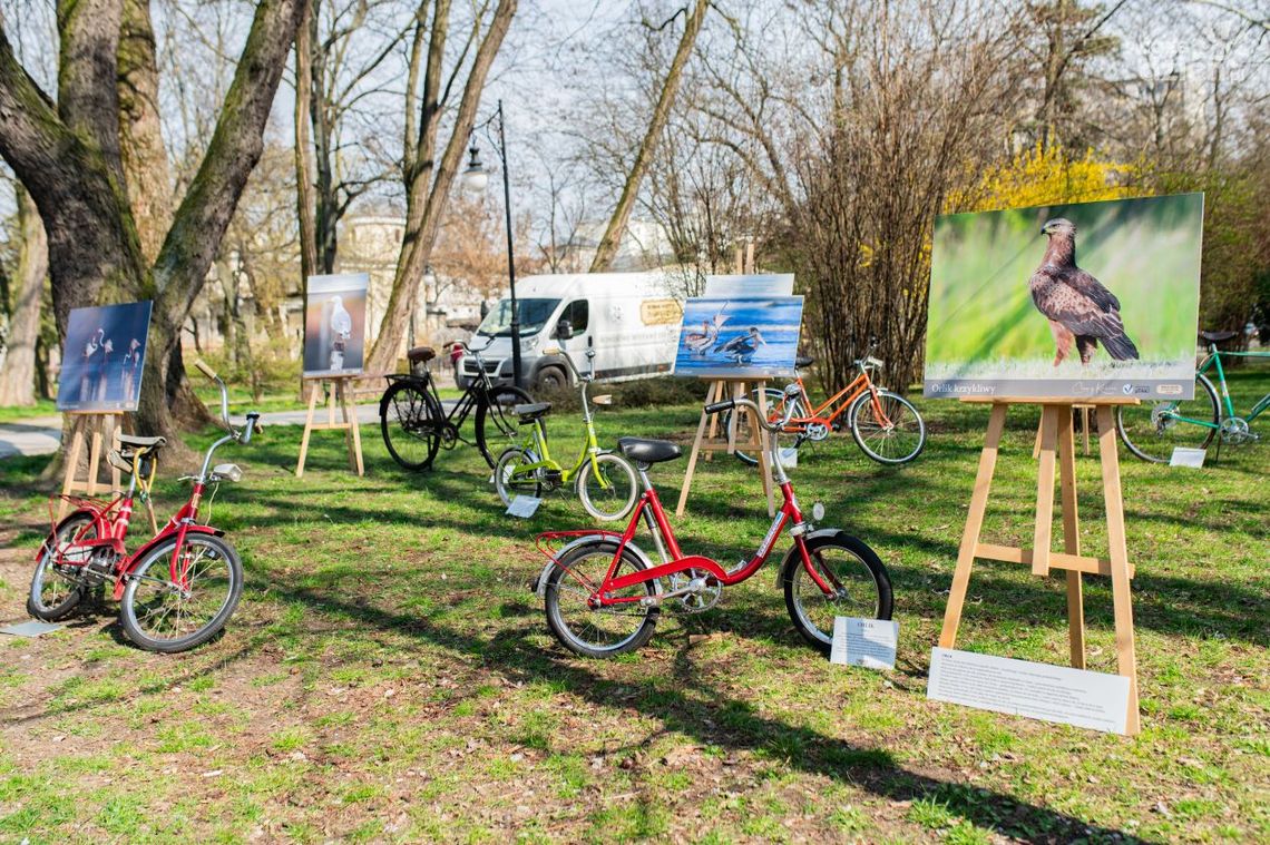 Połączenie rowerów z ptakami. Niecodzienna wystawa w Parku Kościuszki