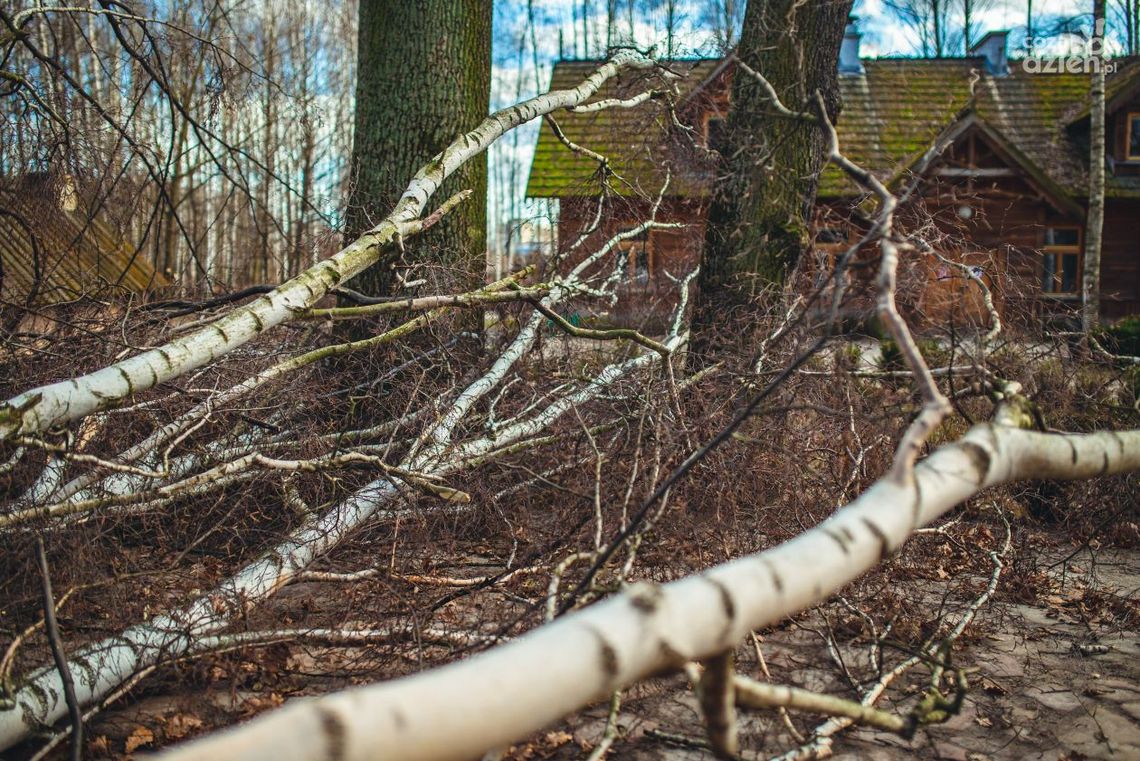 Połamane drzewa w skansenie. Muzeum Wsi Radomskiej będzie nieczynne
