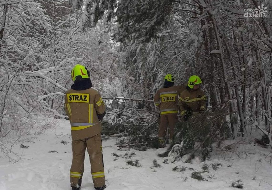 Połamane gałęzie, pozrywane linie. Ponad 60 tys. odbiorców bez prądu Połamane gałęzie, pozrywane linie. Ponad 60 tys. odbiorców bez prądu