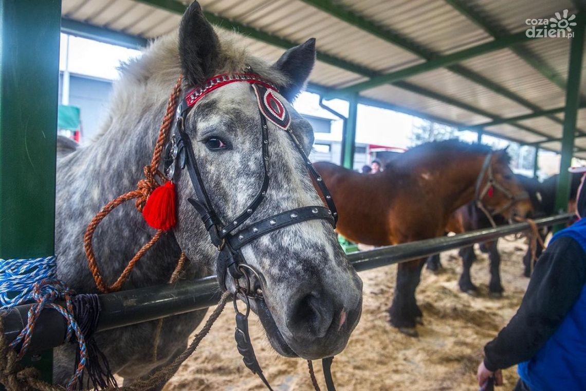 Policja zabezpieczy Wstępy Policja zabezpieczy Wstępy