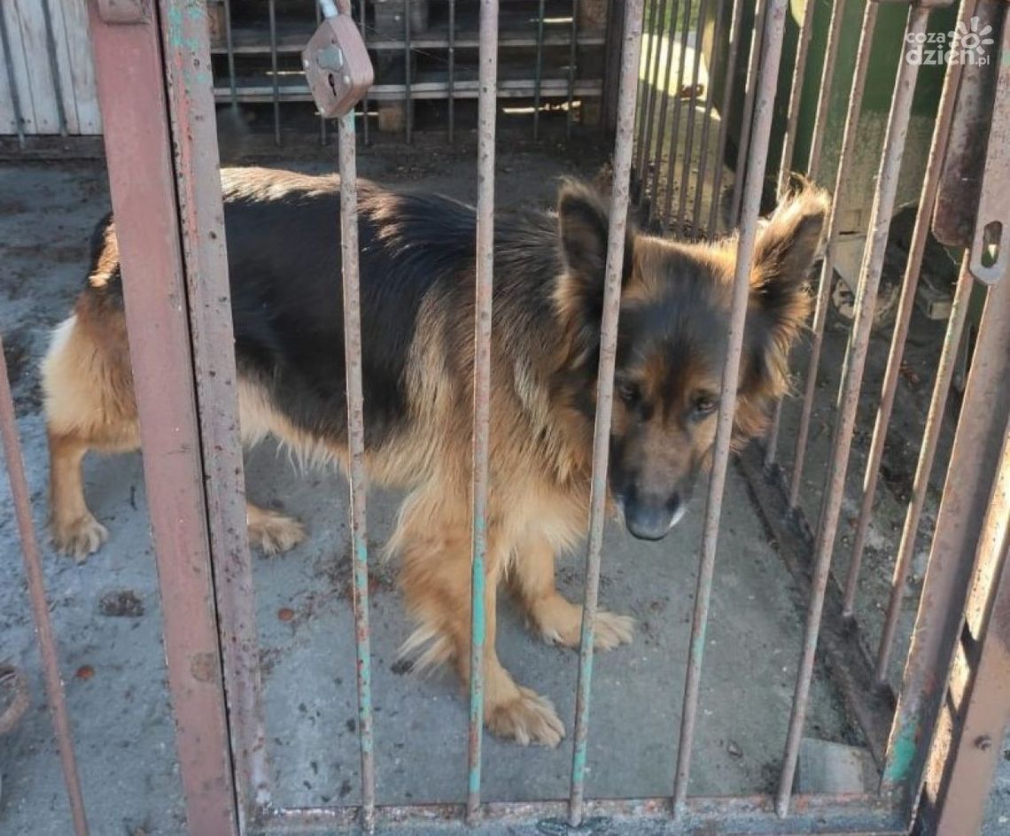 Policjanci z Białobrzegów odnaleźli właściciela zaginionego psa