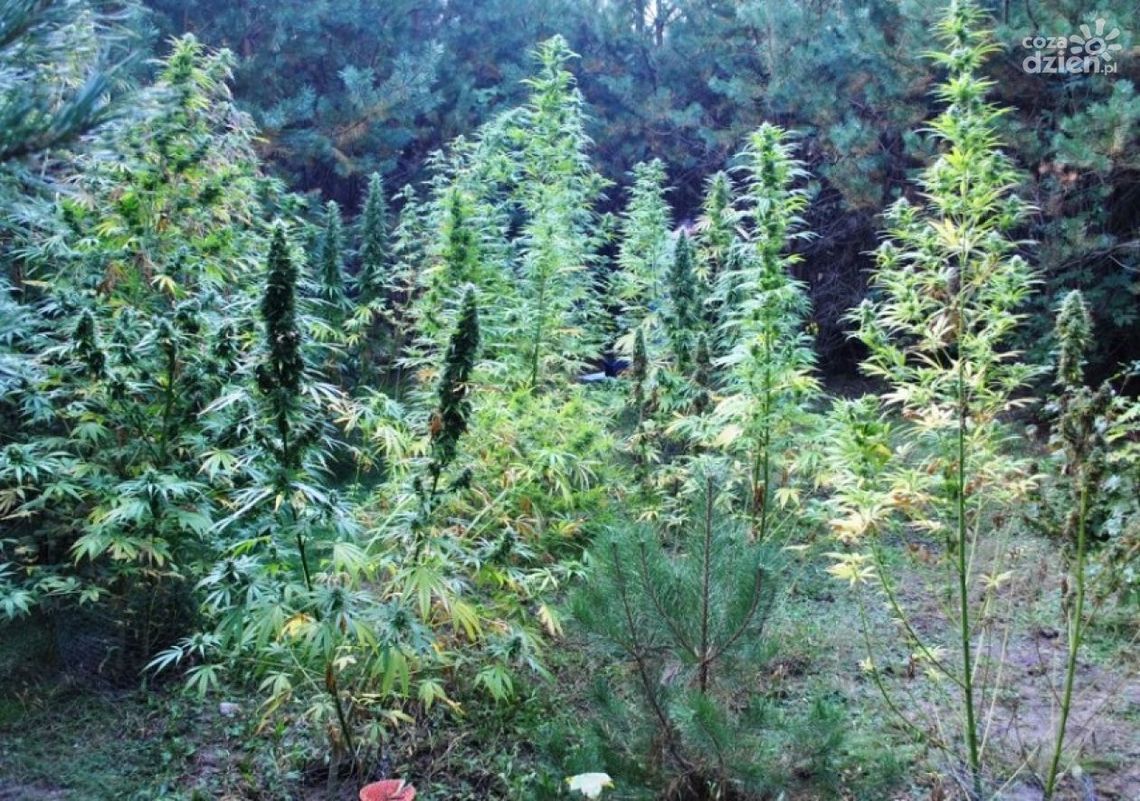 Policjanci zlikwidowali plantację konopi pod Przysuchą