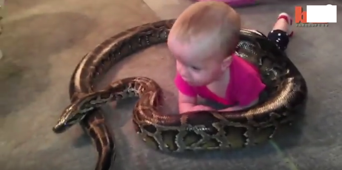 Półtoraroczny chłopiec zagryzł jadowitego węża. Półtoraroczny chłopiec zagryzł jadowitego węża.