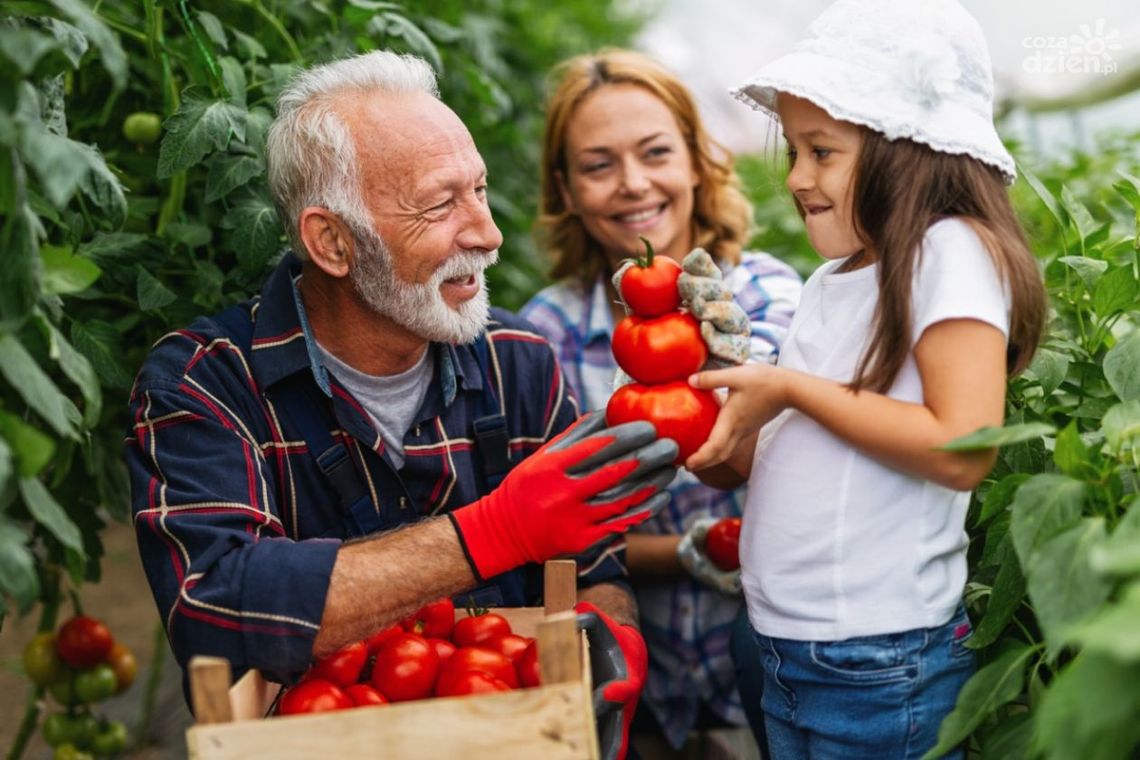 Pomidor Malinowy - Sadzonka, którą Musisz Wypróbować!