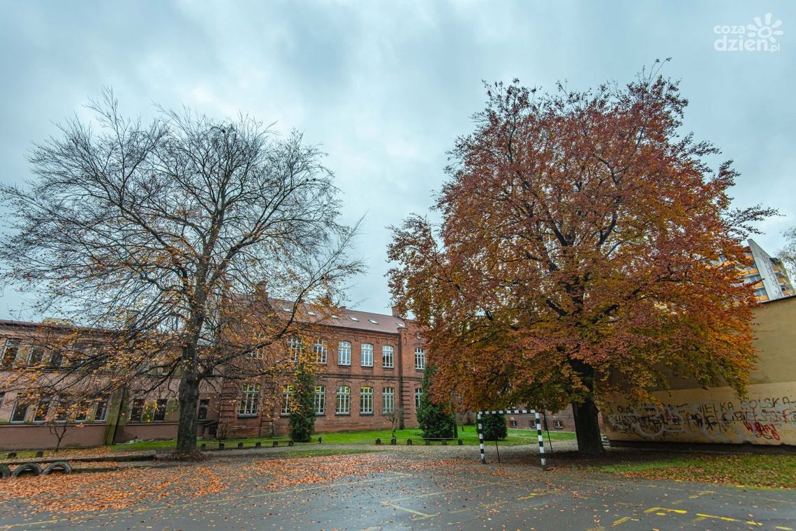 Pomniki przyrody w Radomiu (zdjęcia)