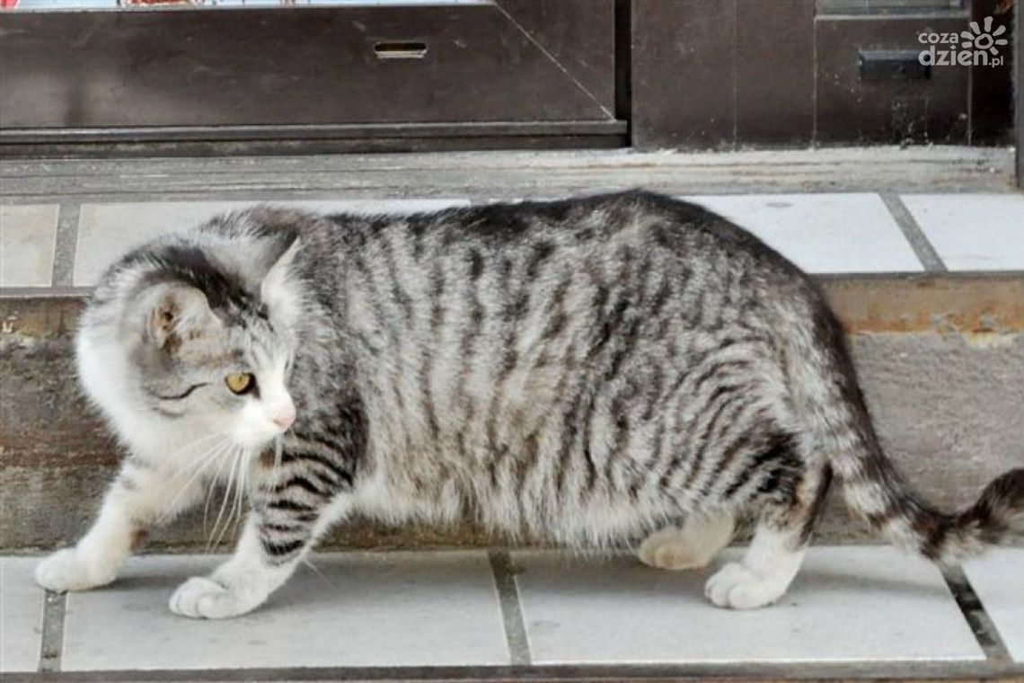 Pomoc dla bezdomnych kotów. Konkurs rozstrzygnięty