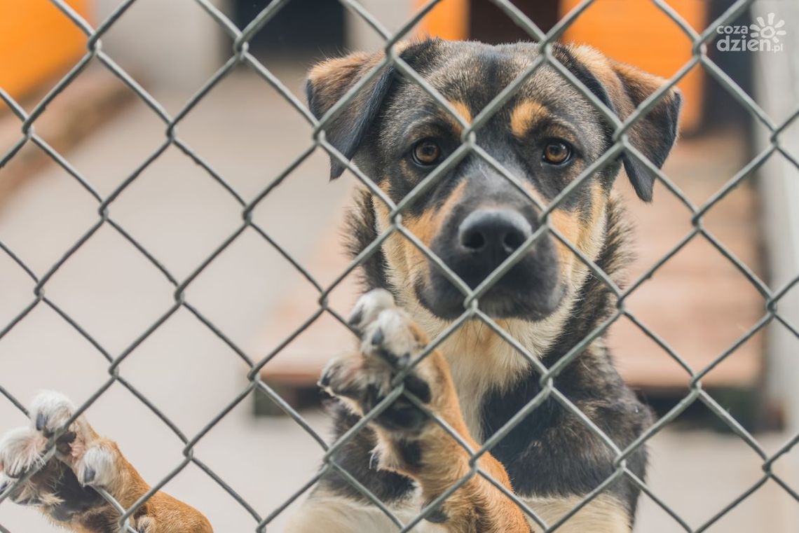 Pomoc dla schroniska