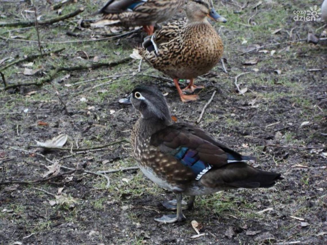 Pomór kaczek w Starym Ogrodzie.