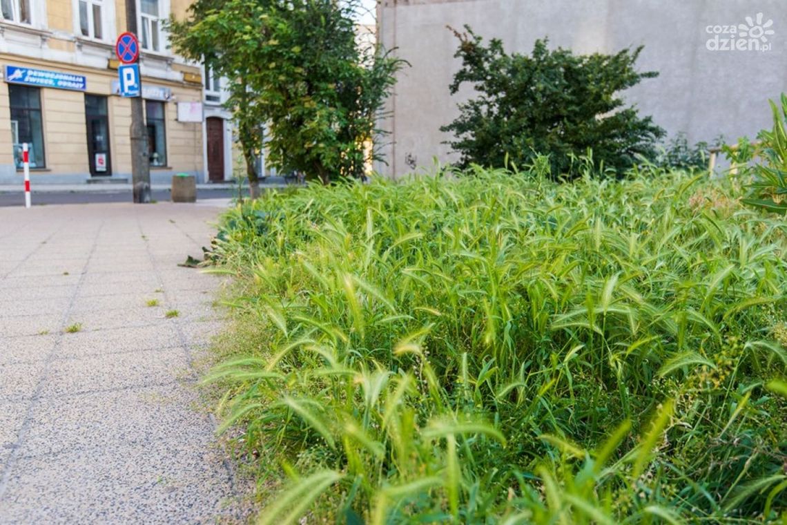 Pomysły na ochronę powietrza dofinansowane