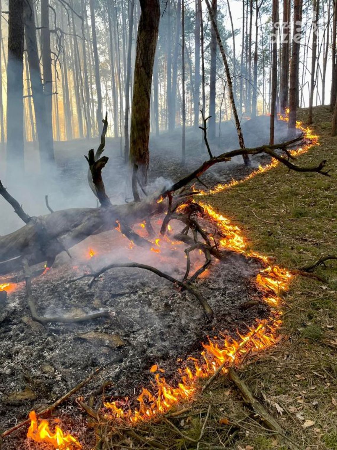 Ponad pół tysiąca pożarów traw od stycznia Ponad pół tysiąca pożarów traw od stycznia