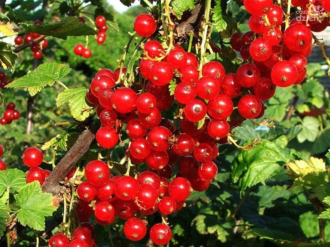 Popraw swoją odporność - proste sposoby Popraw swoją odporność - proste sposoby