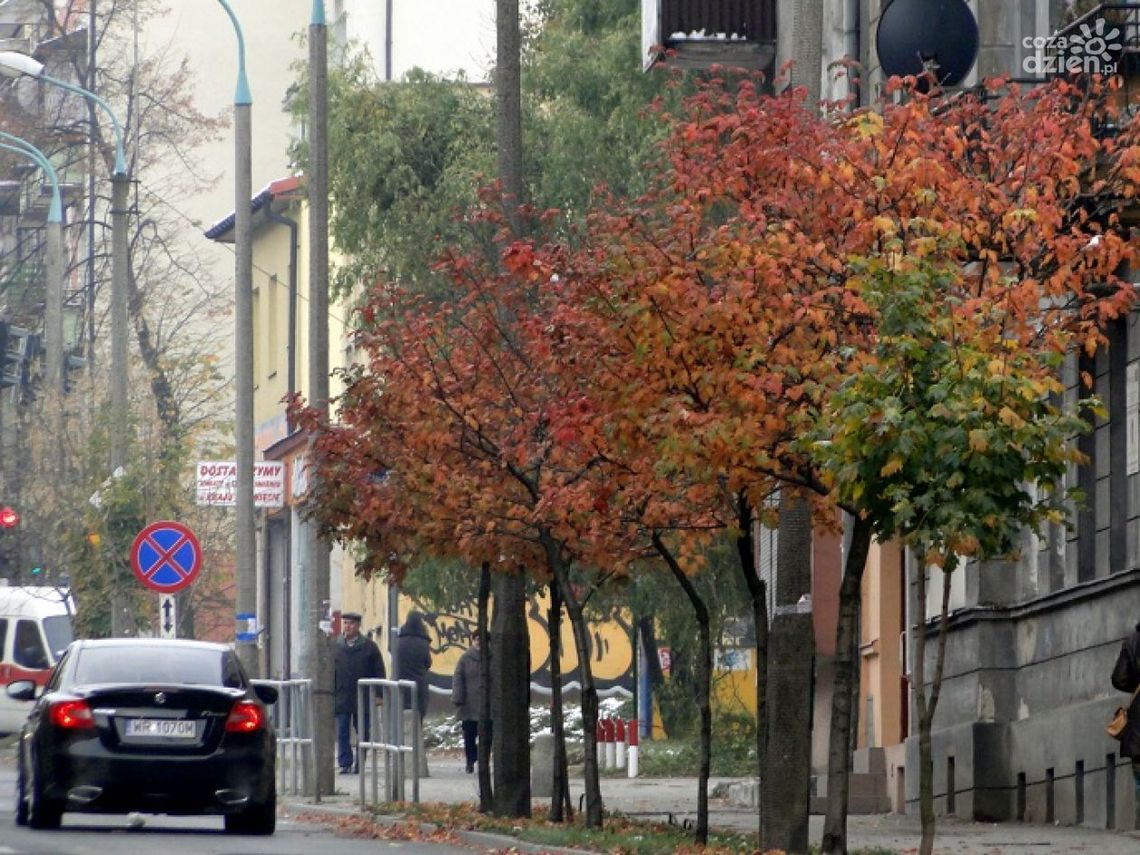 Posadzą nowe drzewa i krzewy