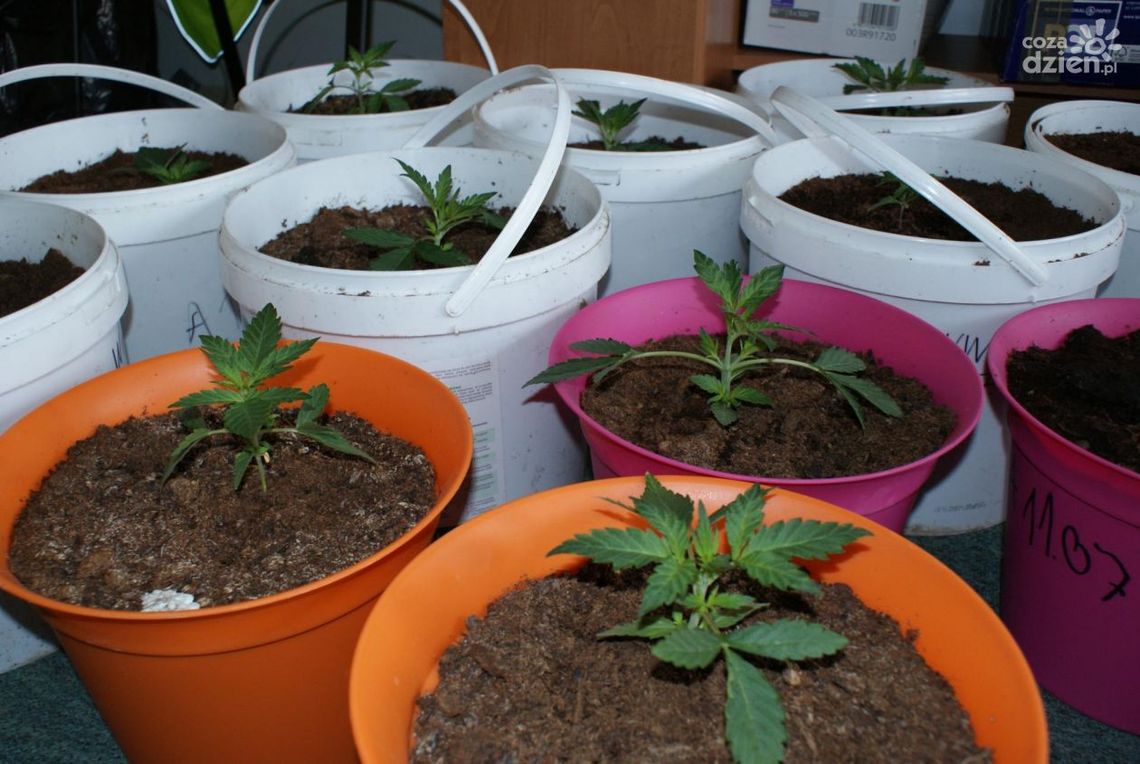Posiedzą za sadzonki konopii indyjskich