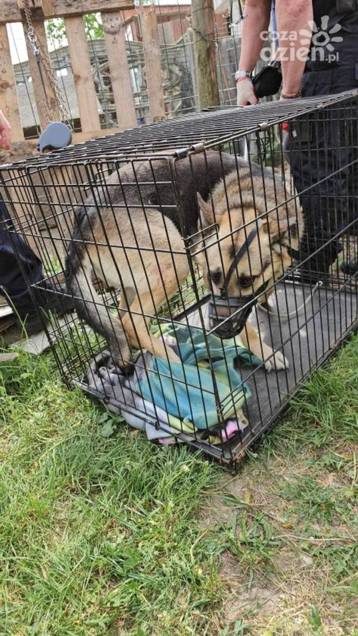 Postrzelił psa z wiatrówki. Został zatrzymany