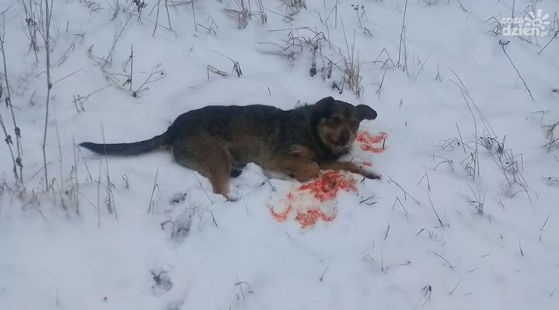 Postrzelonego psa zostawili przed posesją Postrzelonego psa zostawili przed posesją