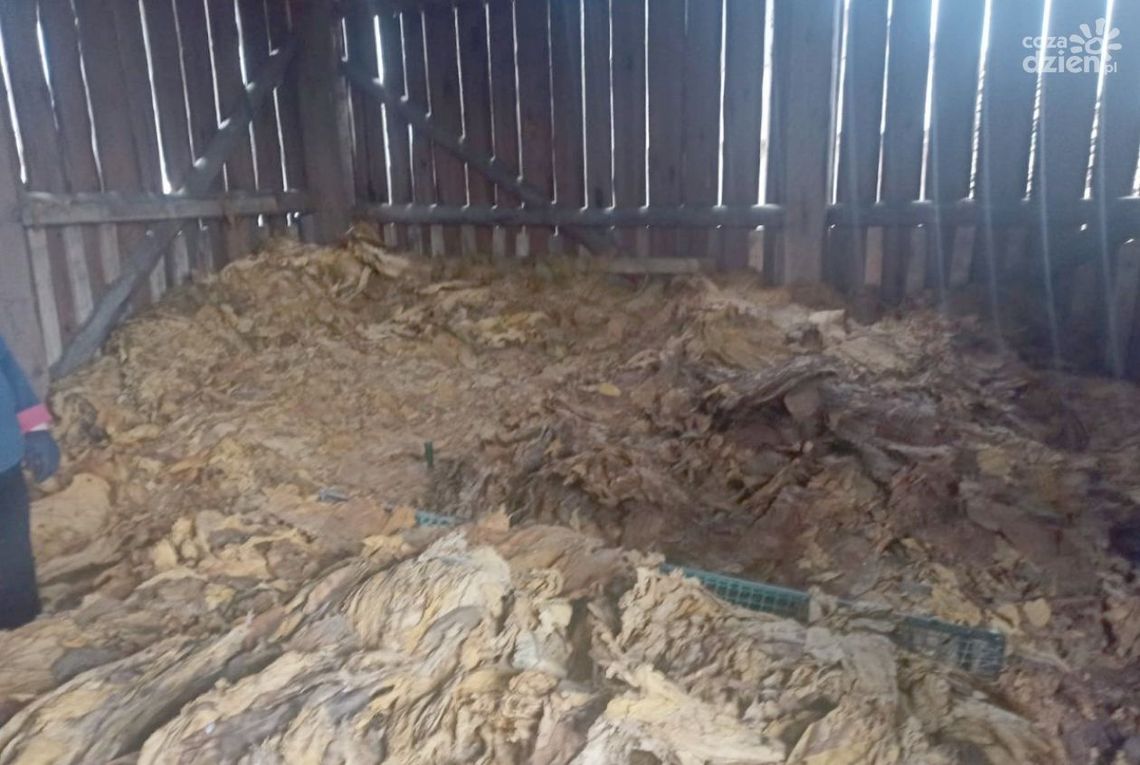 Potężny magazyn krajanki tytoniowej i tytoniu