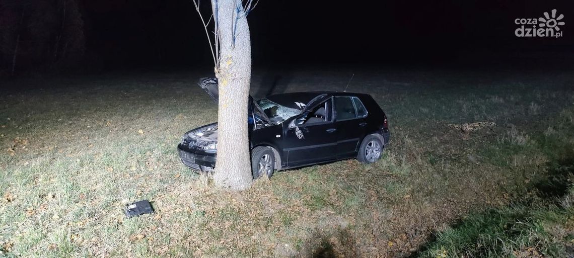 Potrącenie łosia. Zwierzę niestety nie przeżyło Potrącenie łosia. Zwierzę niestety nie przeżyło