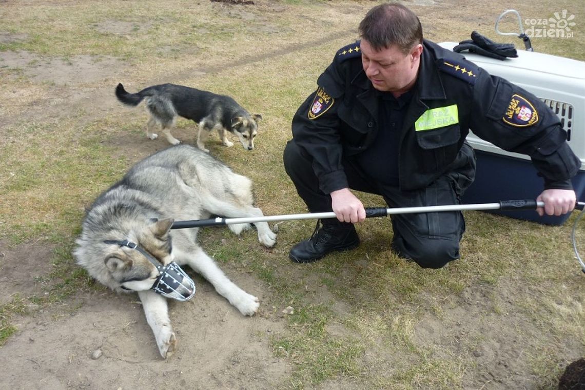 Potrącisz psa - nie uciekaj! Straż Miejska pomoże