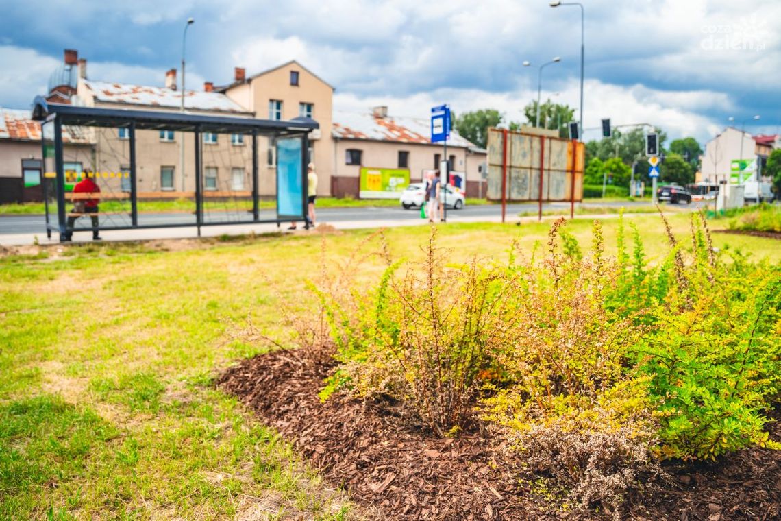 Powstaje kolejny zielony przystanek