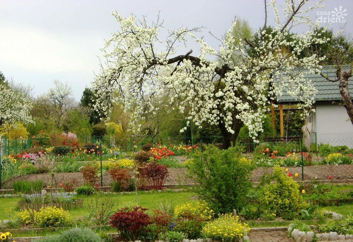 Powstaje program wsparcia radomskich działkowców 