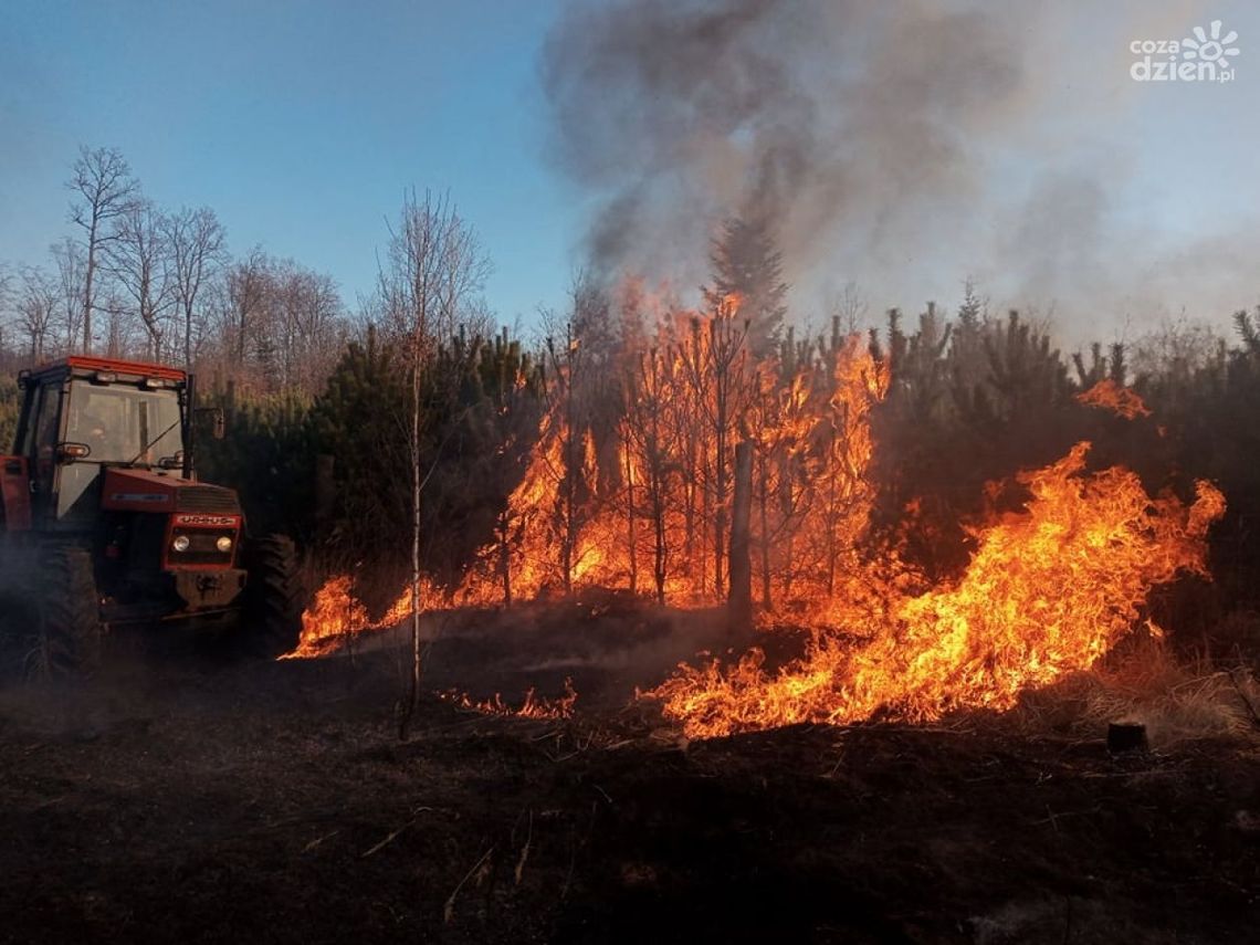 Pożar lasu. Spaliły się ponad dwa hektary