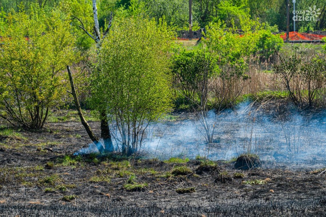Pożar traw w Lisowie