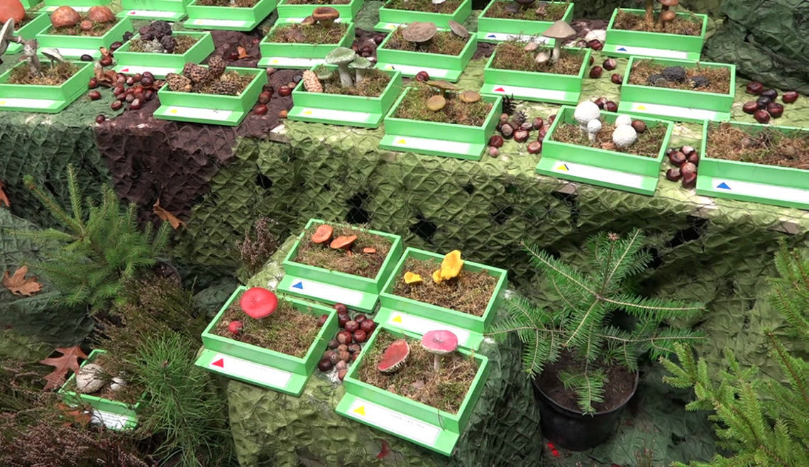 Poznaj grzyby, unikniesz zatrucia!