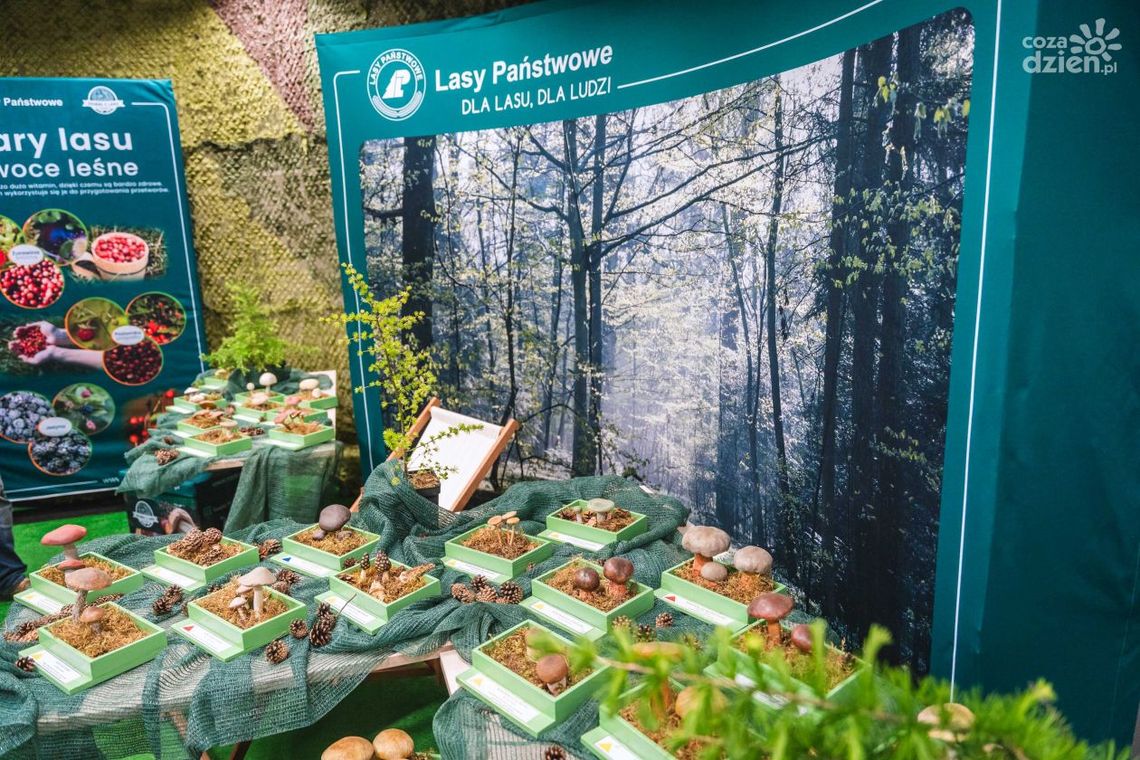 Poznaj grzyby - unikniesz zatrucia