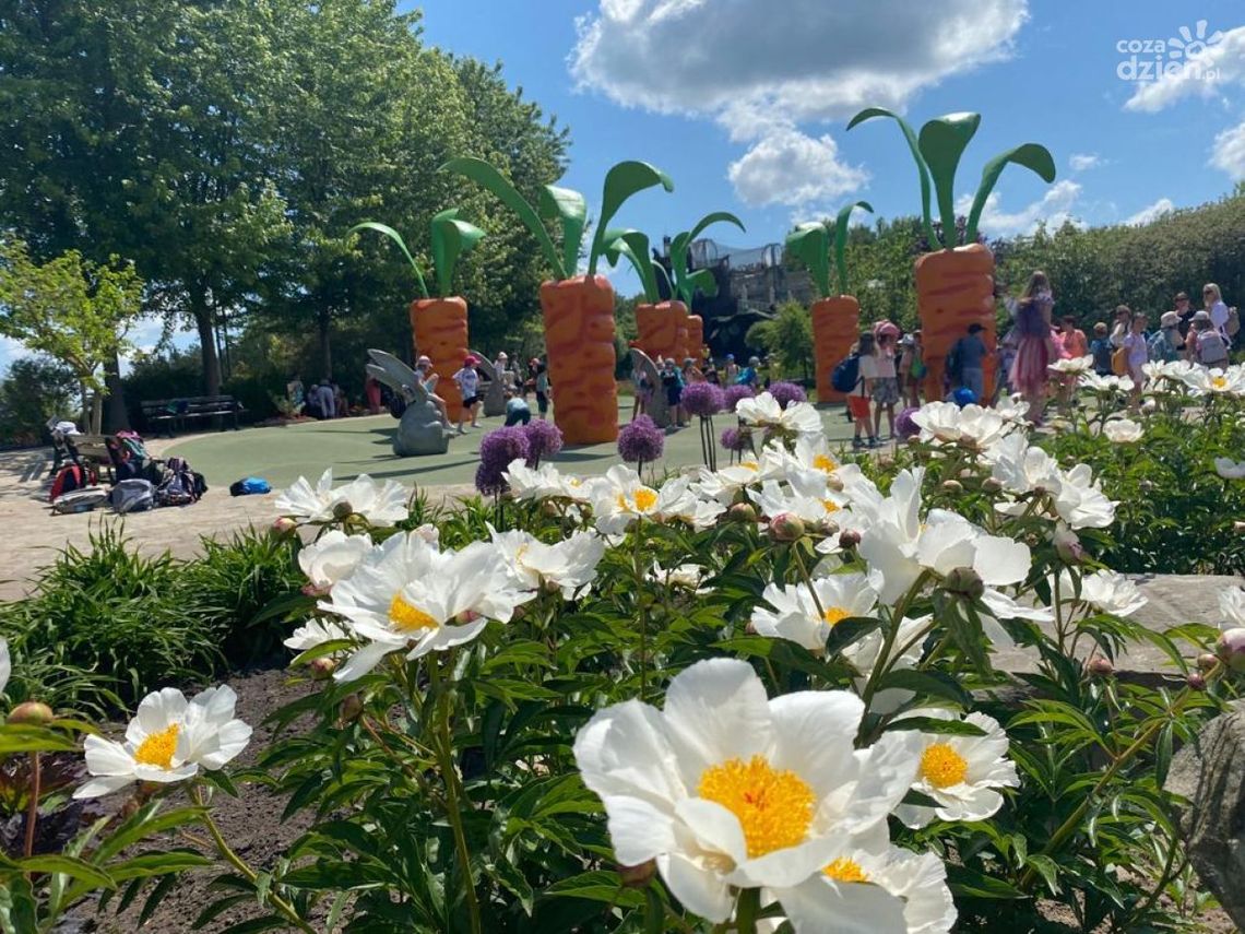 Poznaj świat Bulwiaków Poznaj świat Bulwiaków