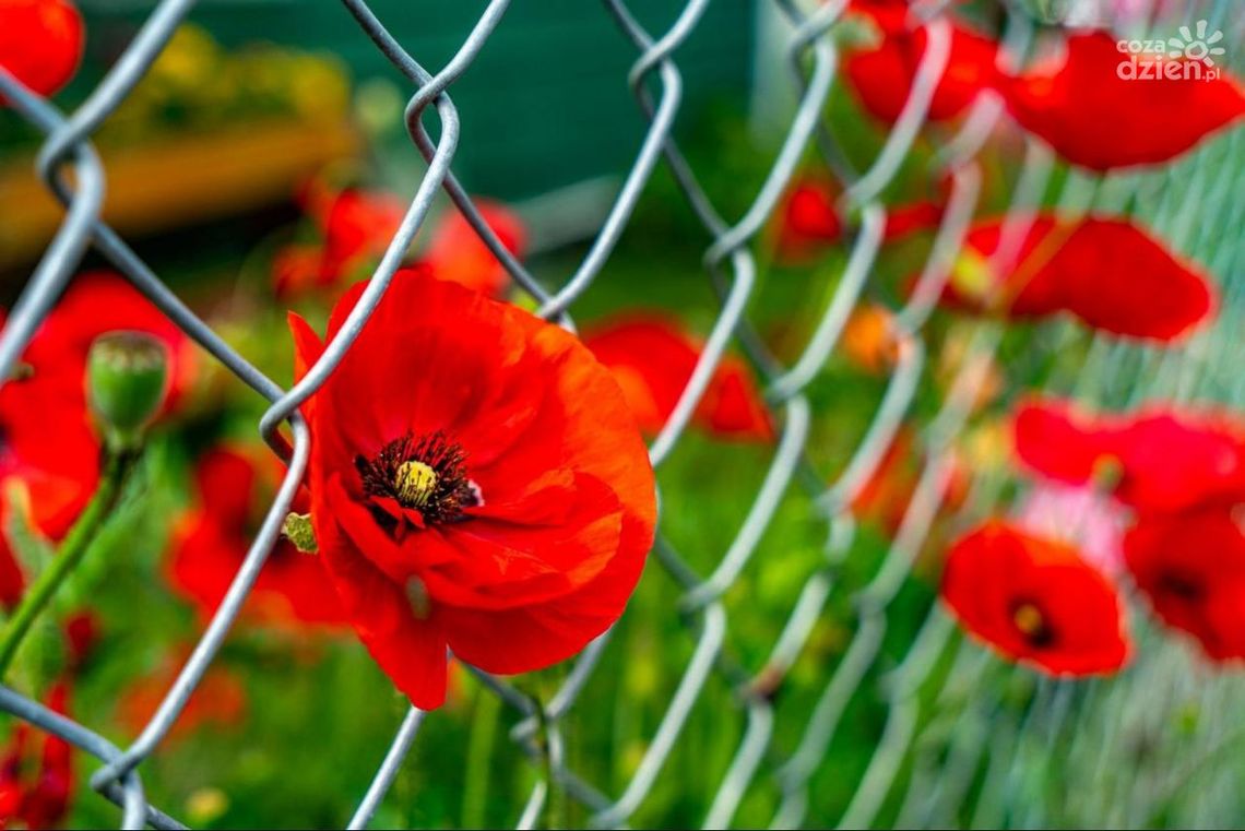 Praktyczne zastosowanie siatki ogrodzeniowej w ochronie sadzonek i młodych roślin Praktyczne zastosowanie siatki ogrodzeniowej w ochronie sadzonek i młodych roślin