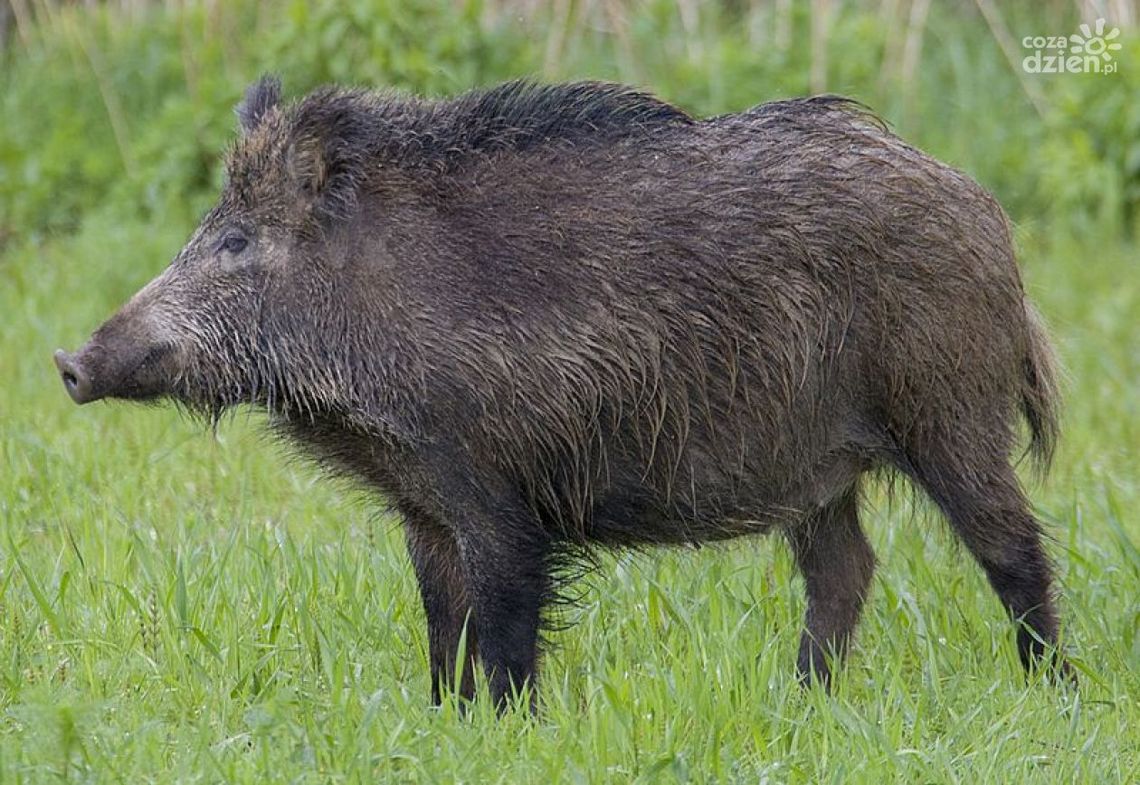 Przeciwciała ASF u odstrzelonego dzika. Jak powinni zachować się okoliczni mieszkańcy? Przeciwciała ASF u odstrzelonego dzika. Jak powinni zachować się okoliczni mieszkańcy?