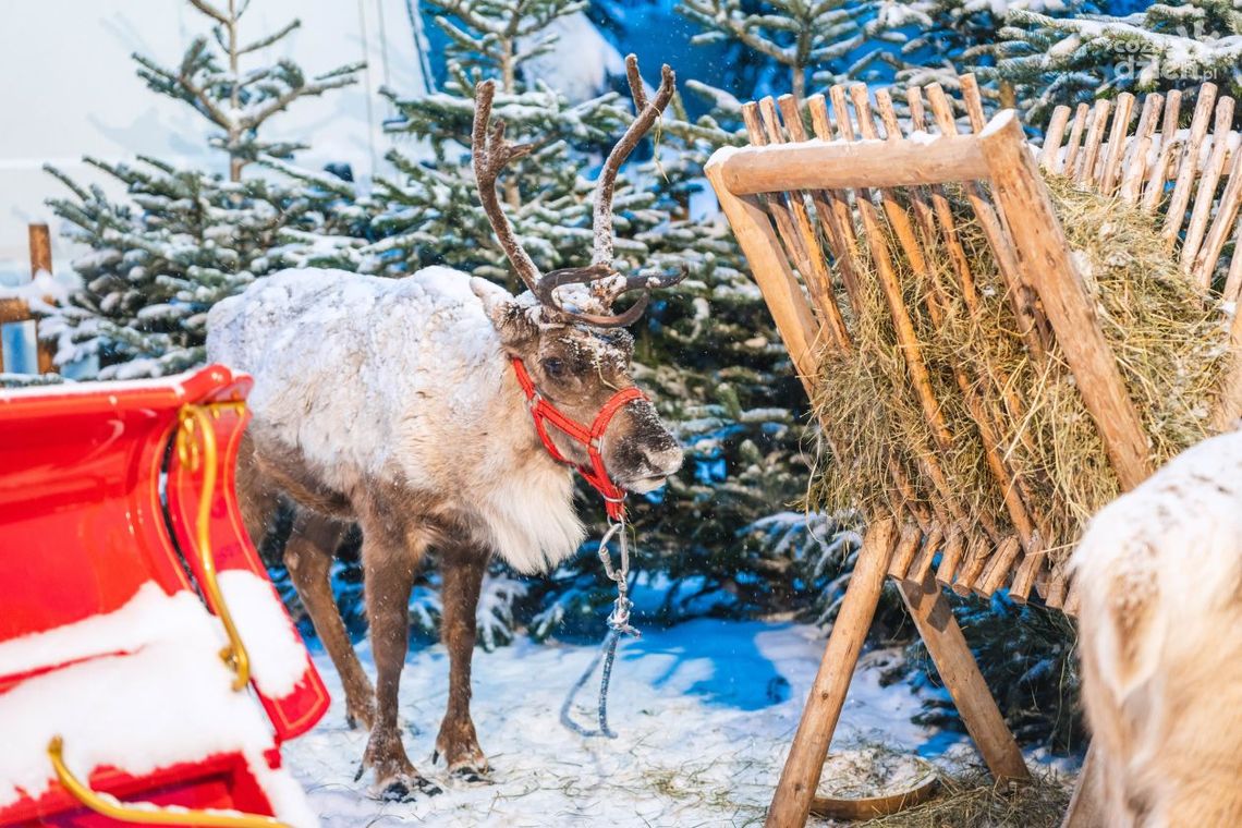 Przed nami Powiatowy Jarmark Bożonarodzeniowy Przed nami Powiatowy Jarmark Bożonarodzeniowy