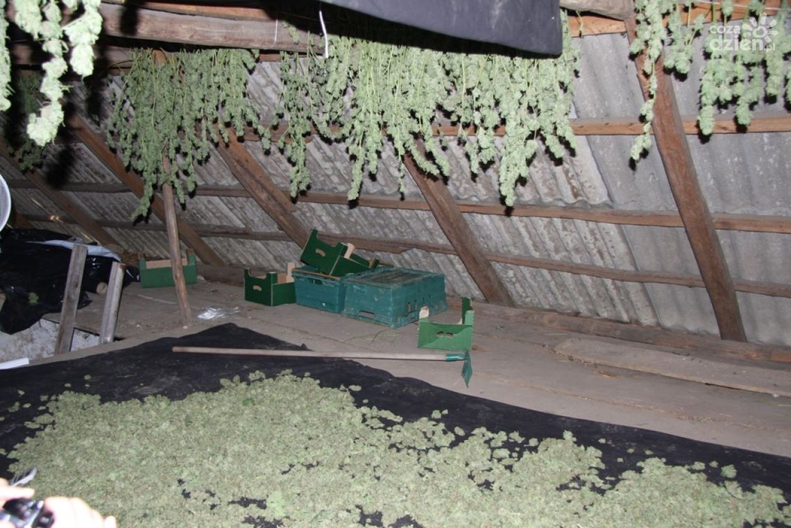 Przejęto narkotyki o wartości min. 3 mln zł!