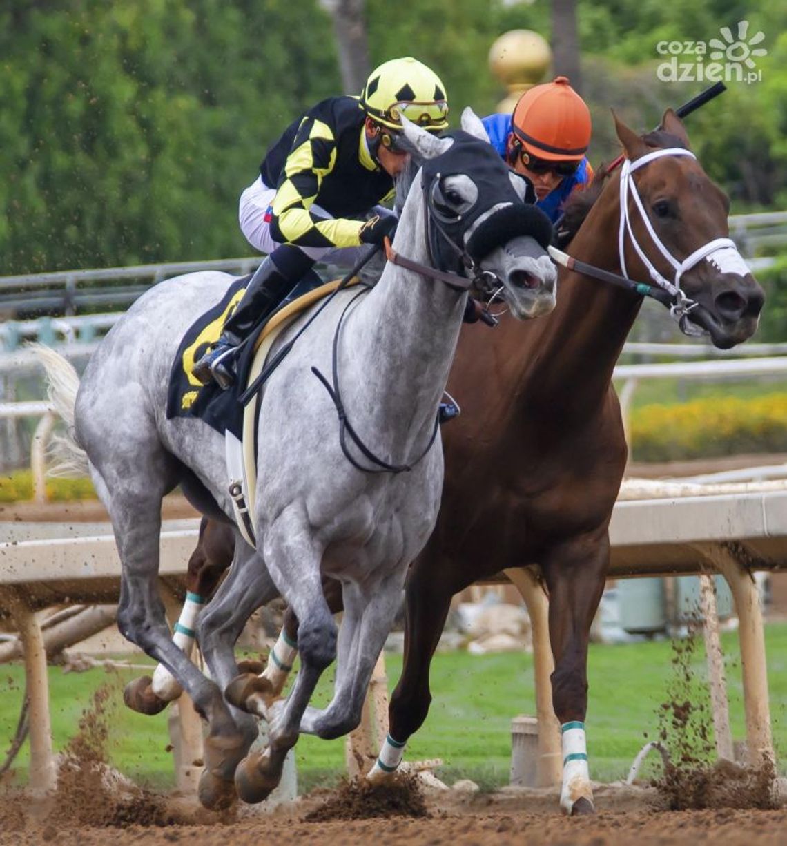 Przewidywalność w sporcie, czyli jakie dyscypliny warto obstawiać