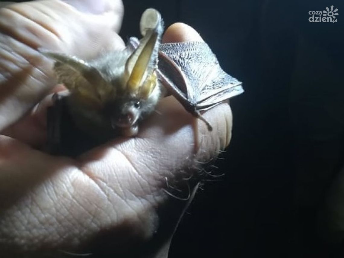 Przeżyli noc z nietoperzami