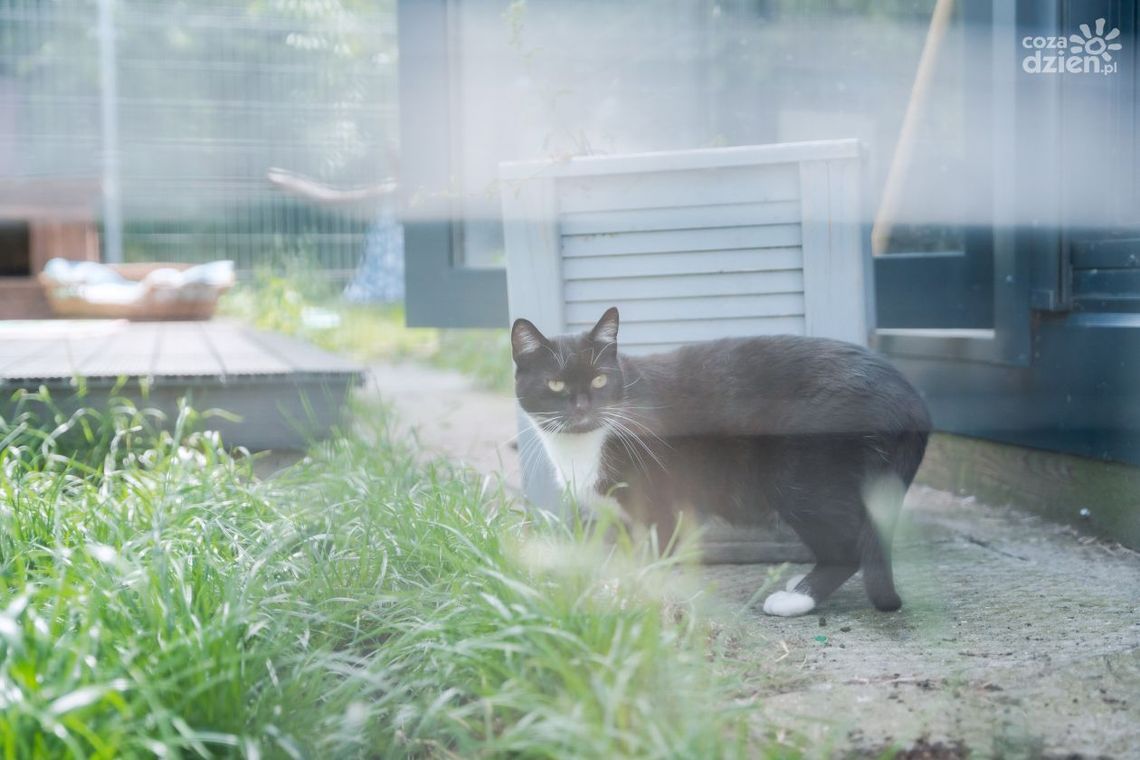 Przybywa kotów w radomskim schronisku