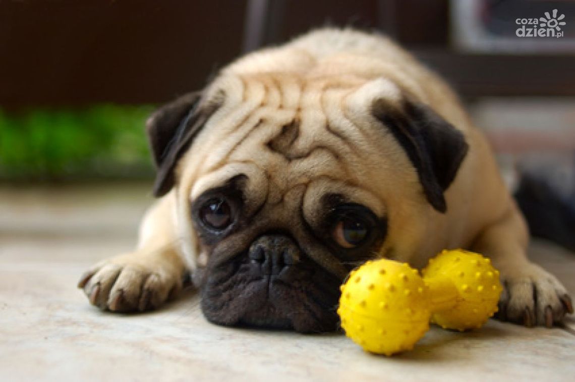 Przyjdź na Krajową Wystawę Psów! Przyjdź na Krajową Wystawę Psów!