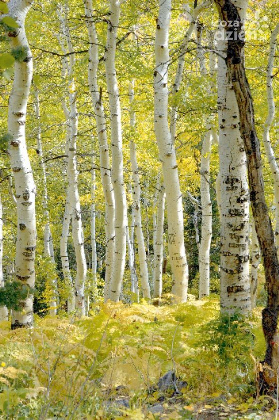 "Przyroda – Piękno i Precyzja. Uchwycone inaczej"