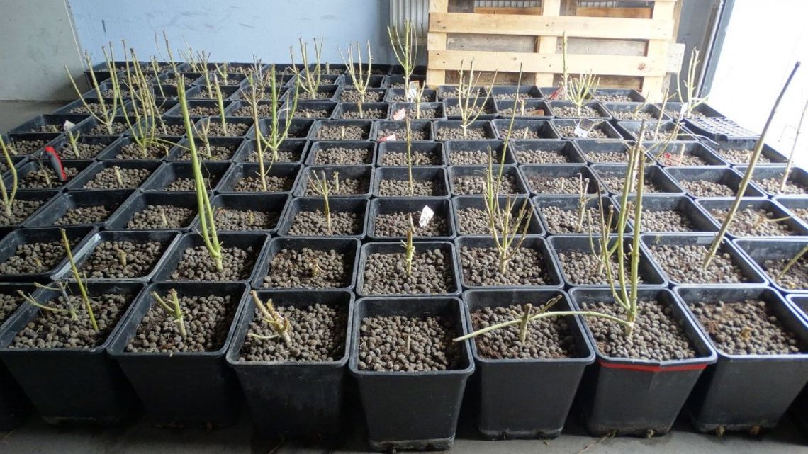 PRZYSUCHA. Dwóch zatrzymanych i narkotyki za 100 tys zł