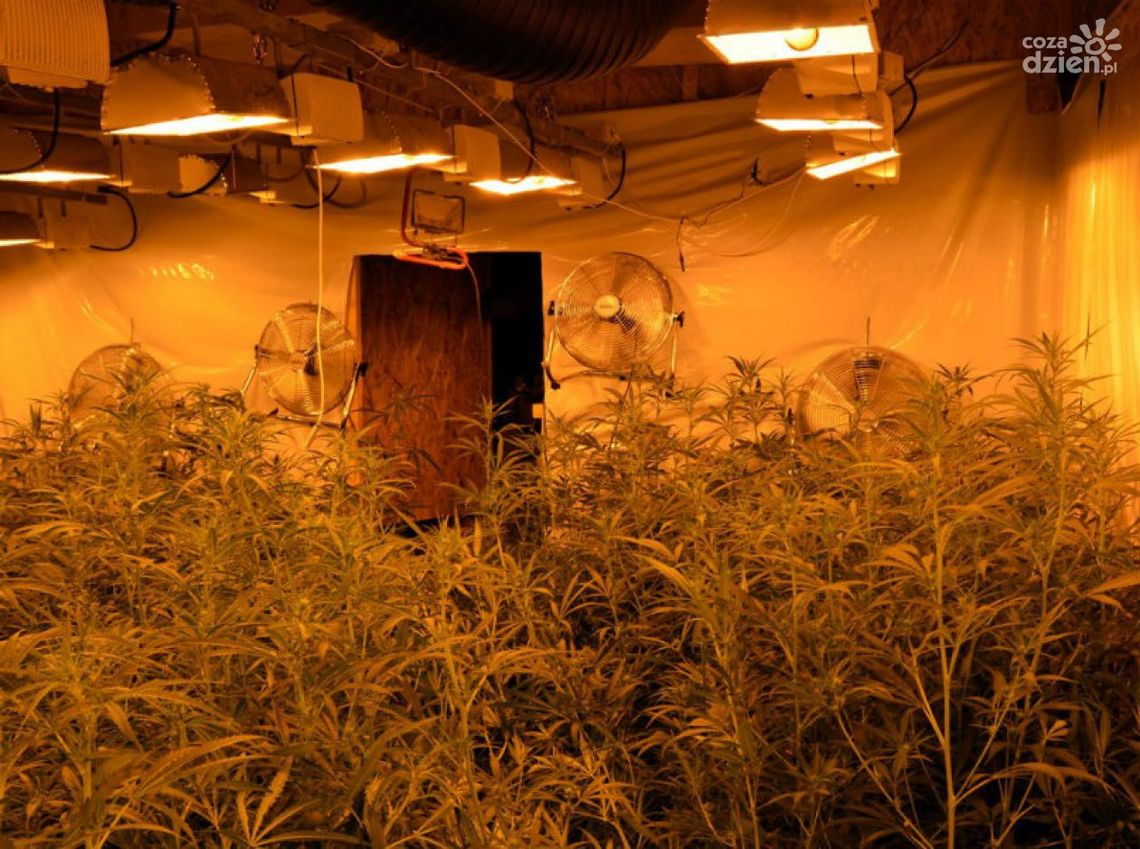 PRZYSUCHA. Zlikwidowano uprawę konopi