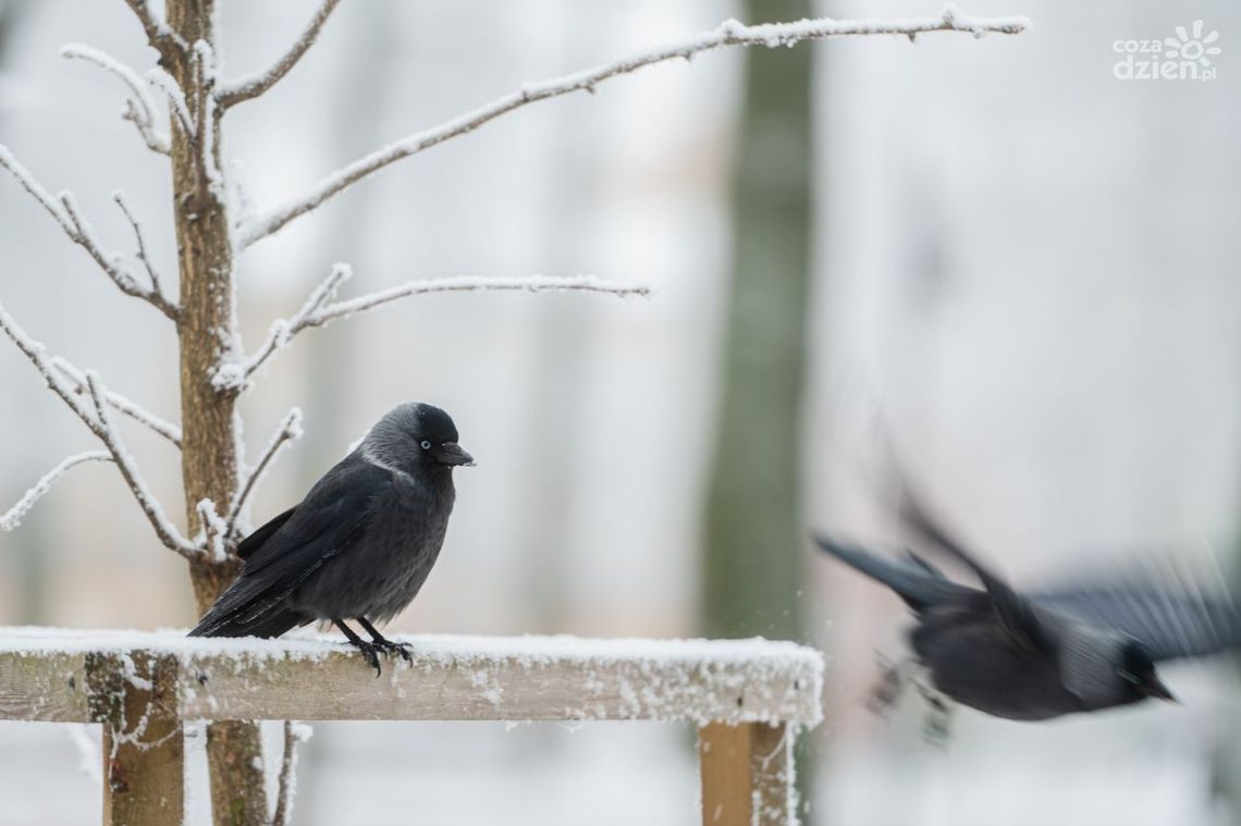 Ptaki zimą. Spacer po Radomiu z ornitologiem