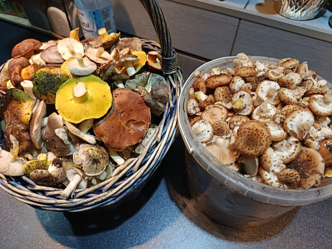 Puszcza Kozienicka czy Powiśle - gdzie na grzyby w listopadzie w regionie radomskim? Grzybobranie w regionie radomskim