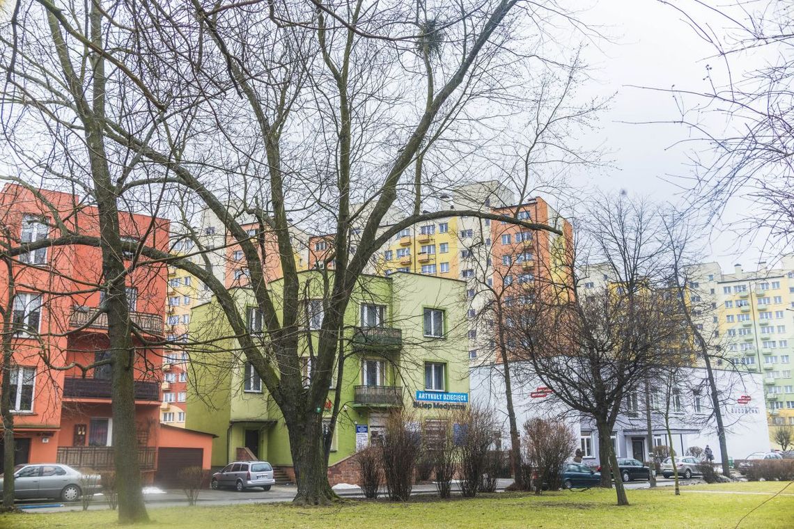 Radni ratują stary klon na Plantach