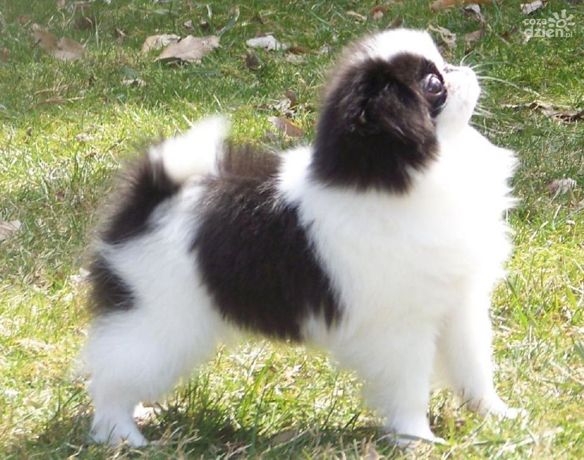 Radomska wystawa psów ozdobnych i do towarzystwa Radomska wystawa psów ozdobnych i do towarzystwa