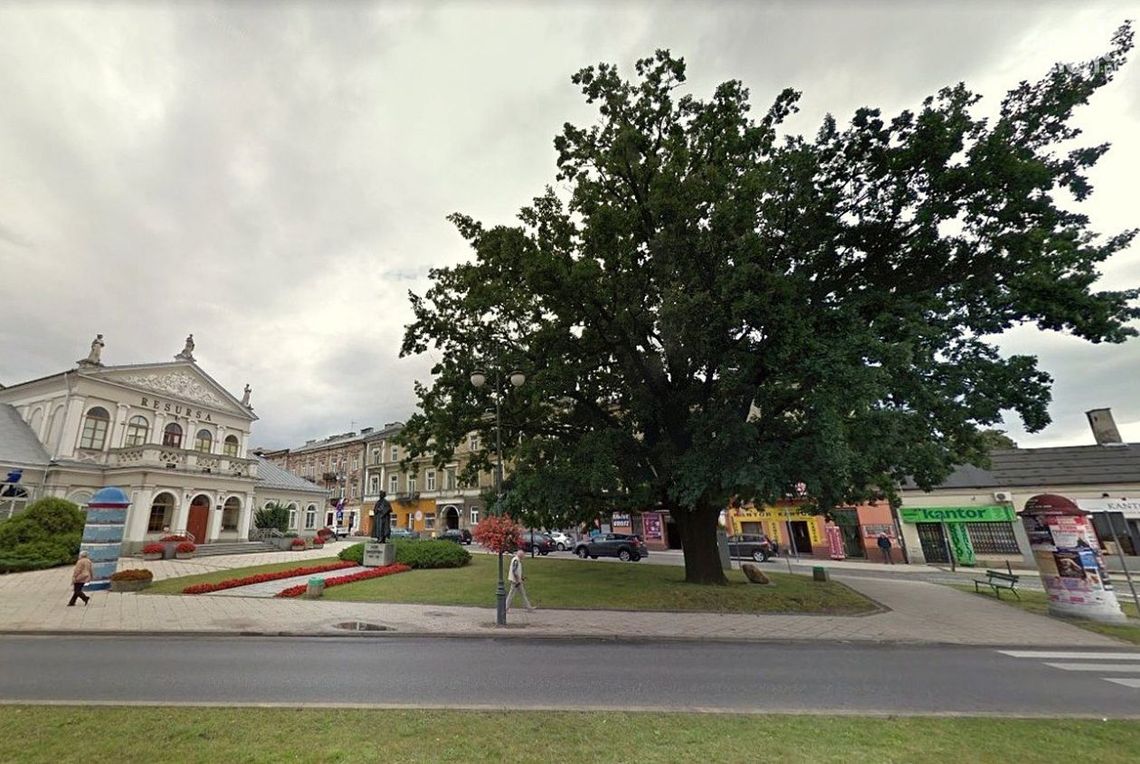 Radomski Dąb Wolności walczy o tytuł Drzewa Roku 