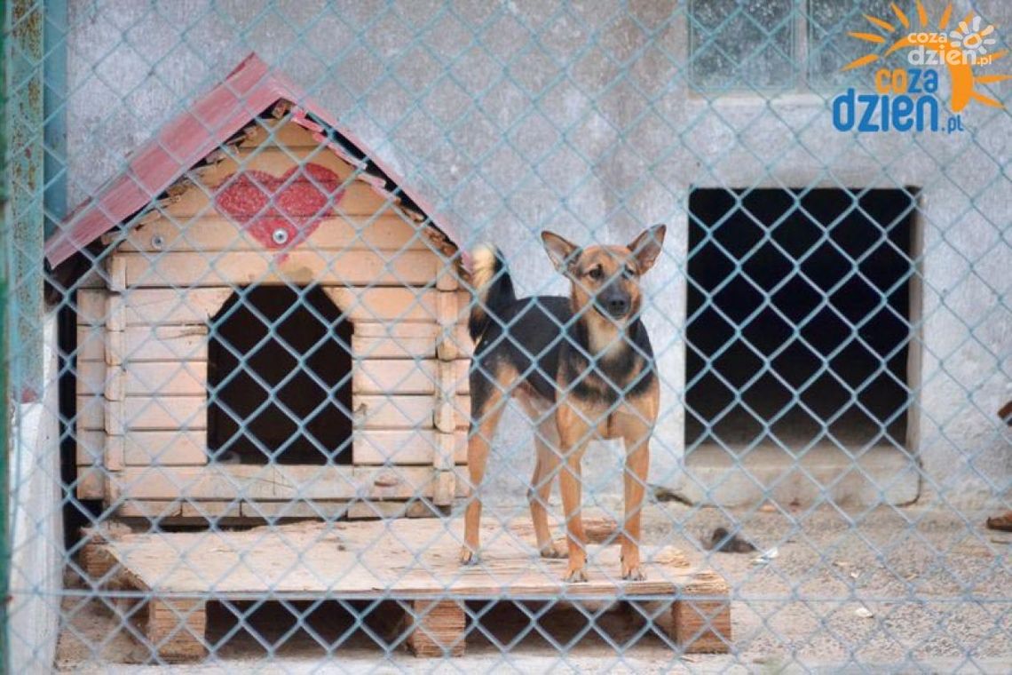 Radomskie schronisko szykuje się na zimę