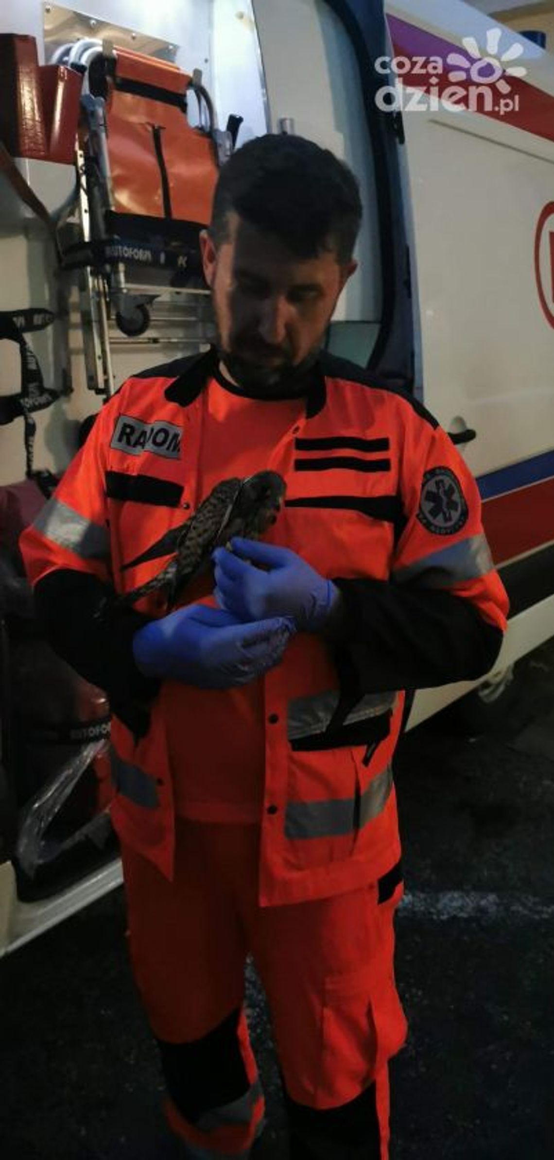 Ratownicy z Radomia uratowali myszołowa