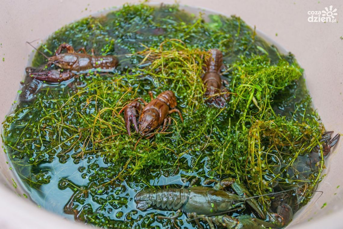 Razem dla raków szlachetnych