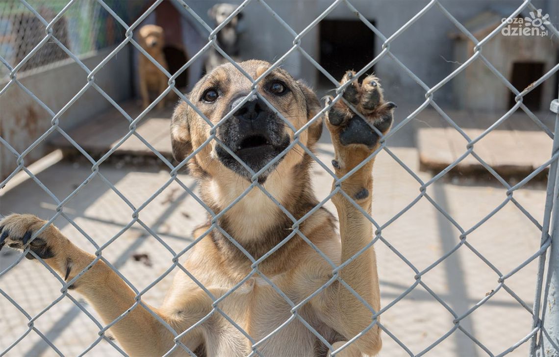 Razem można więcej. Zebrali dary dla schroniska